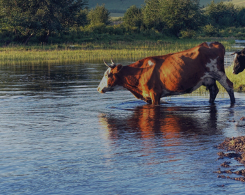 农林牧副行业解决方案